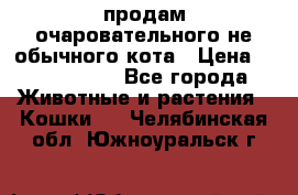 продам очаровательного не обычного кота › Цена ­ 7 000 000 - Все города Животные и растения » Кошки   . Челябинская обл.,Южноуральск г.